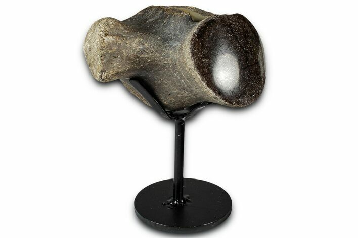 Polished Fossil Mosasaur Vertebra w/ Metal Stand - Texas #350971